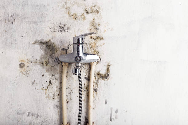 Best Office Mold Removal Services  in West Brownsville, PA
