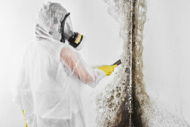 Best Toxic Mold Removal  in West Brownsville, PA