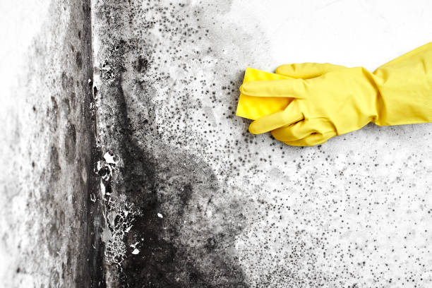 Best Fast Mold Removal  in West Brownsville, PA