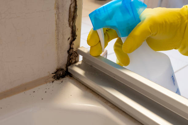 Best Mold Cleaning Services  in West Brownsville, PA