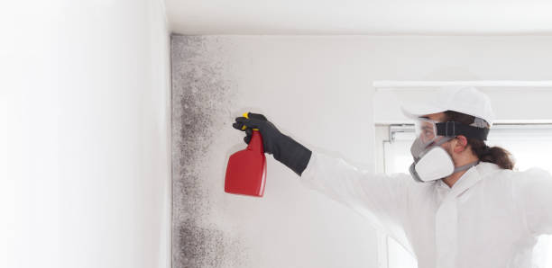 Best Residential Mold Removal  in West Brownsville, PA