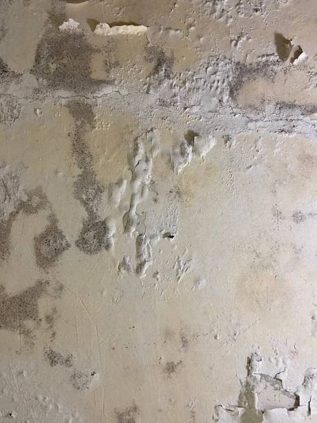 Best Mold Remediation Services  in West Brownsville, PA