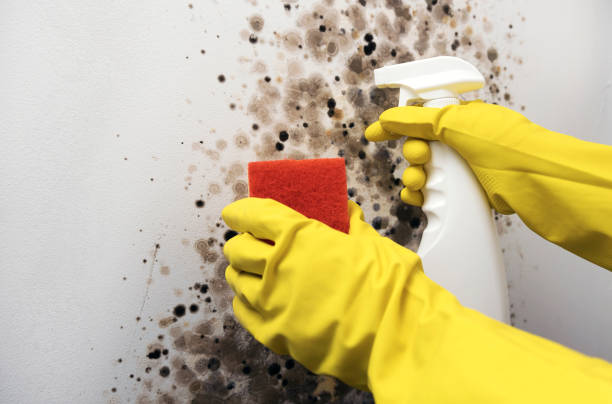 Best Professional Mold Removal  in West Brownsville, PA
