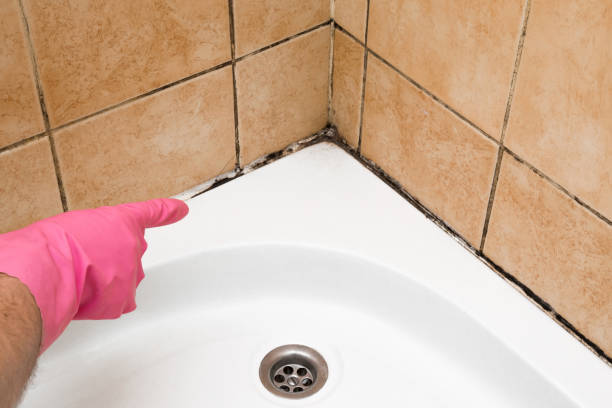 Best Fast Mold Removal  in West Brownsville, PA