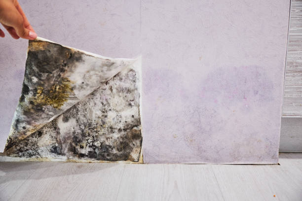 Best Mold Remediation Experts  in West Brownsville, PA